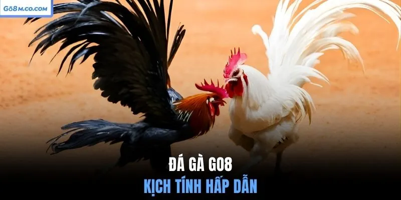 da-ga-go8-kich-tinh-hap-dan