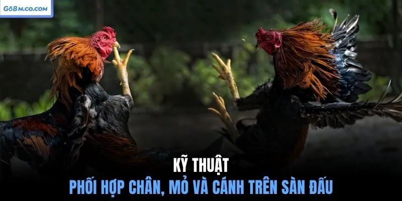 ky-thuat-phoi-hop-chan-mo-va-canh-tren-san-dau